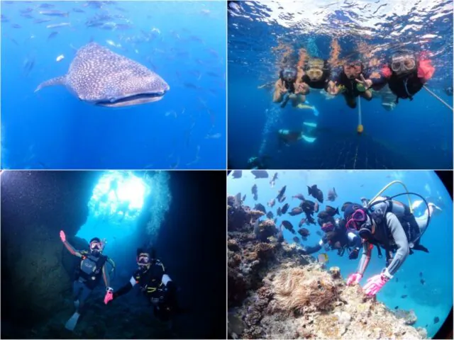 ジンベイザメ　シュノーケリング　体験ダイビング