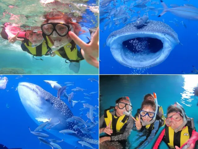 ジンベイザメ　シュノーケリング