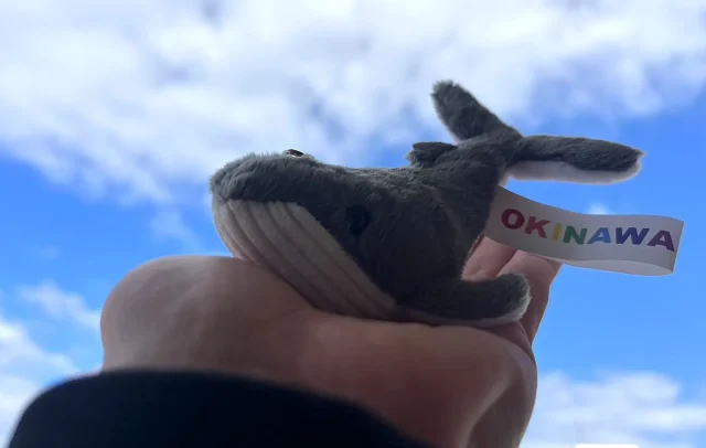 ホエールウォッチング クジラのキーリング