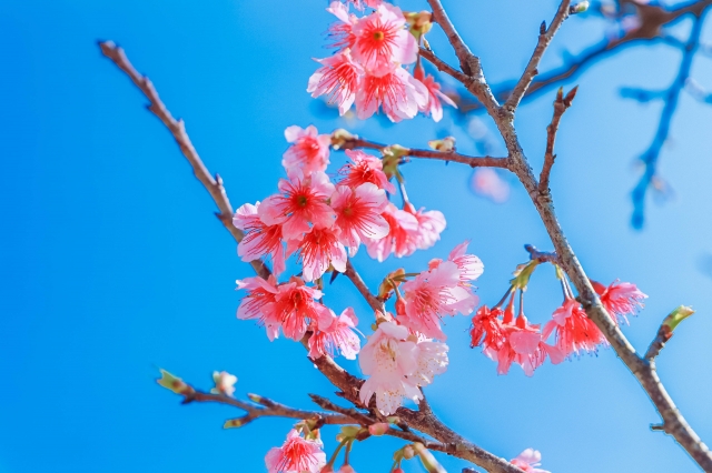 沖縄　寒緋桜