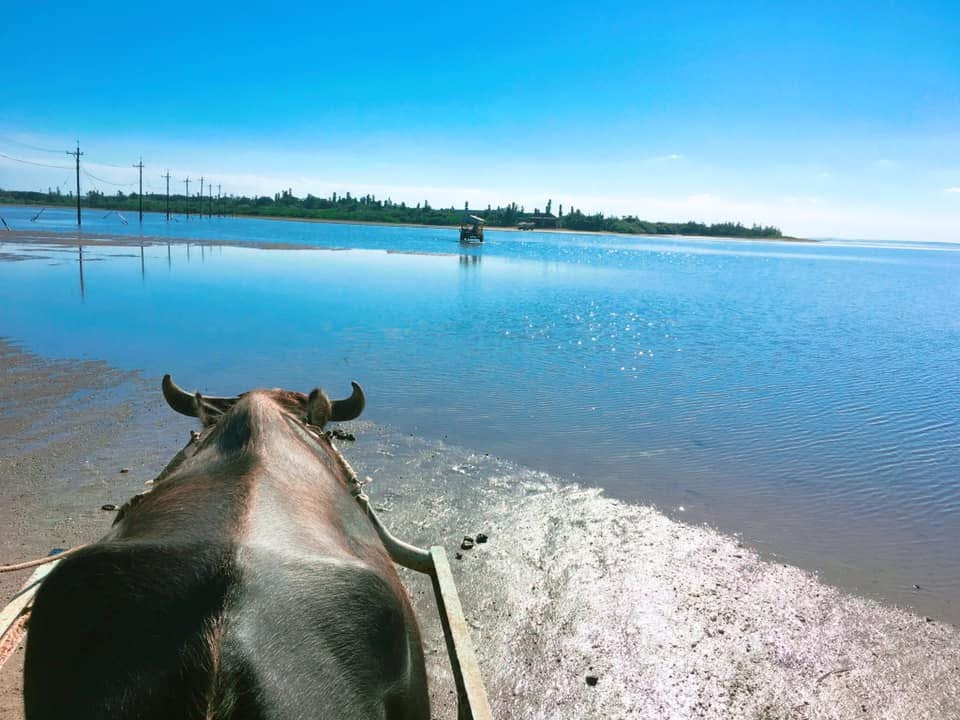 水牛