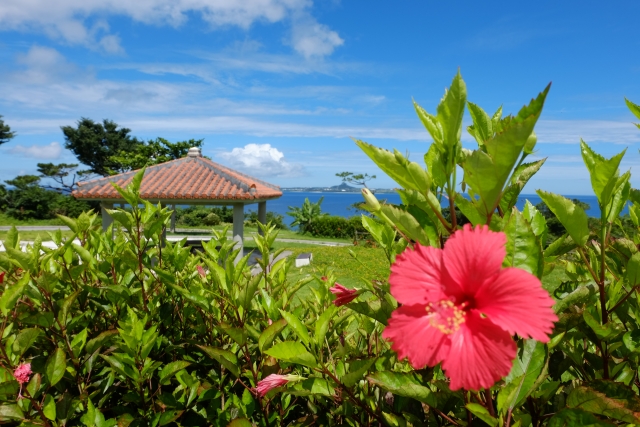 青空と海を背景に咲く沖縄の花ハイビスカス