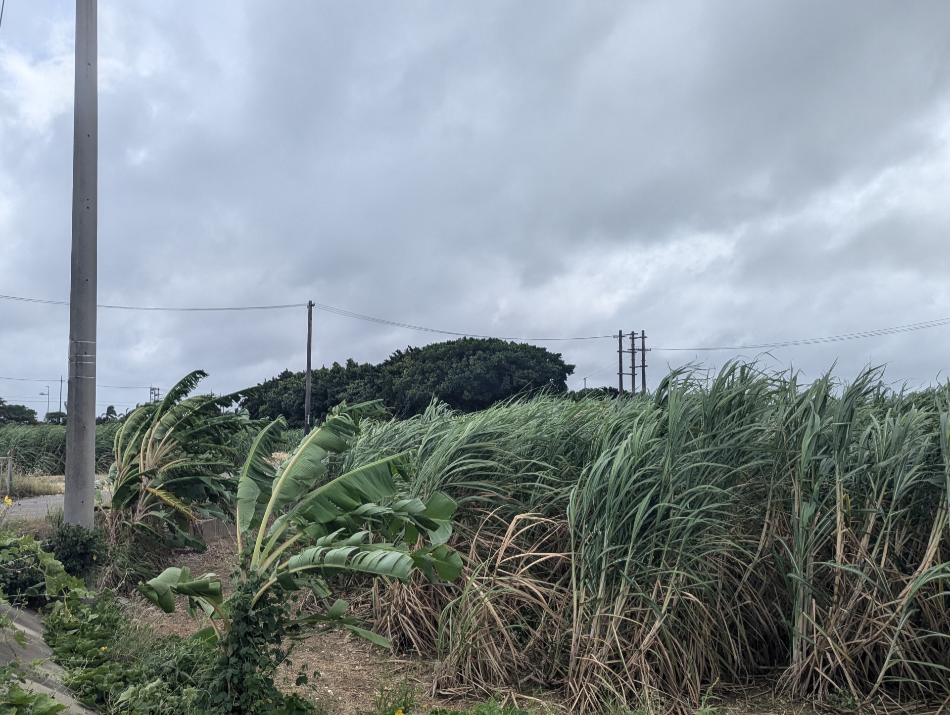 沖縄の台風はいつが多い？発生しやすい時期と旅行前の予報チェックなど対策ガイド