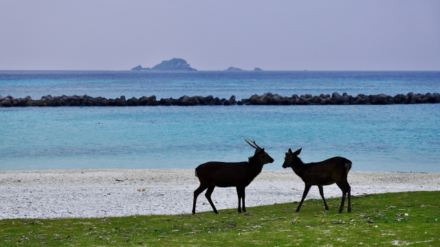 フェリーで行く沖縄旅！鹿児島・大阪発の航路と離島フェリー最新情報