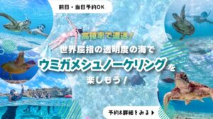 ウミガメシュノKV_sp