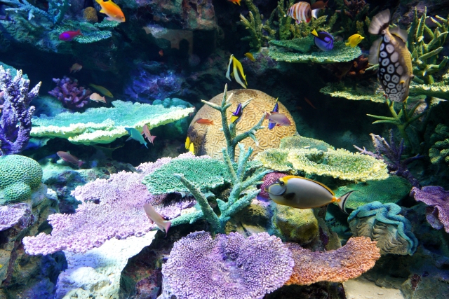 自然保護 サンゴ