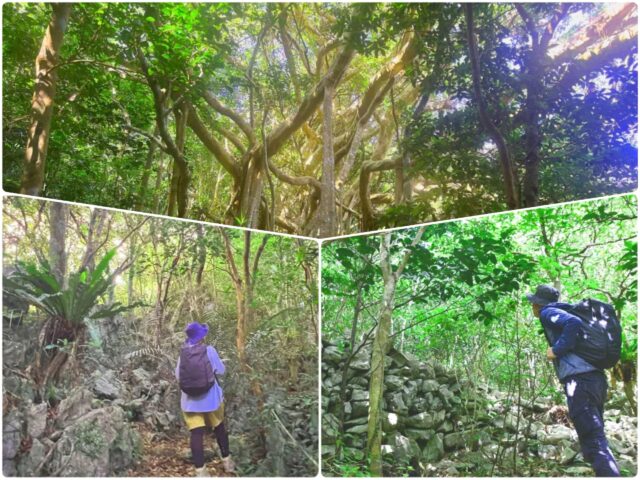 【やんばるウォーキング/約1.5時間】世界遺産の森の巨大ガジュマルに圧巻!ガイド付きで巡る亜熱帯の秘境ツアー☆自然や文化、歴史を堪能したい方向け♪(No.238)