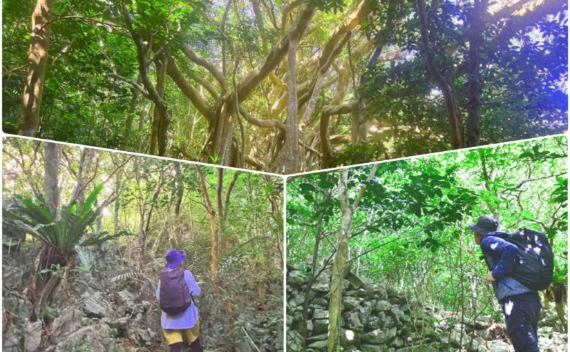 【やんばるウォーキング/約1.5時間】世界遺産の森の巨大ガジュマルに圧巻!ガイド付きで巡る亜熱帯の秘境ツアー☆自然や文化、歴史を堪能したい方向け♪(No.238)