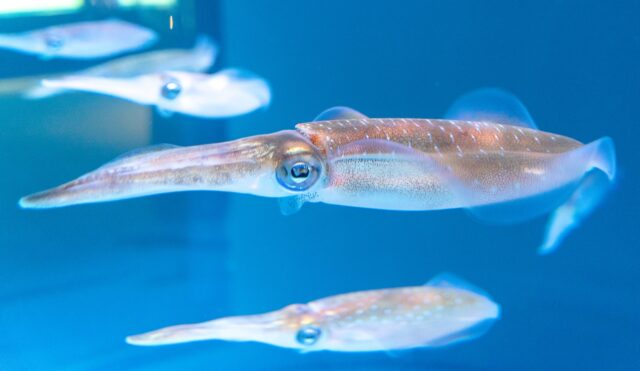 アオリイカ　釣り