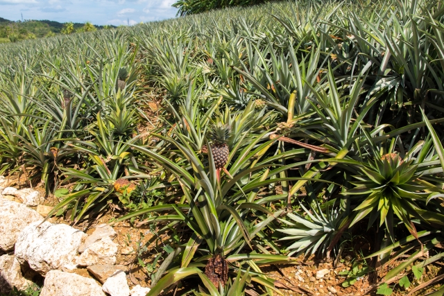 パイナップルパーク