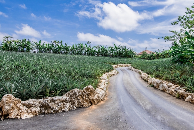 パイナップルパーク