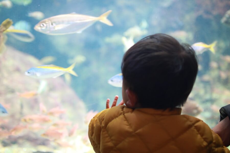 家族で水族館