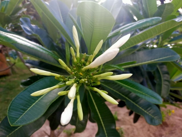 花　プルメリア