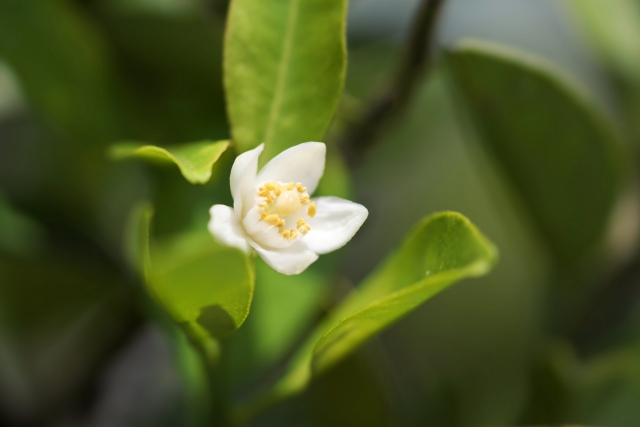 シークヮーサー