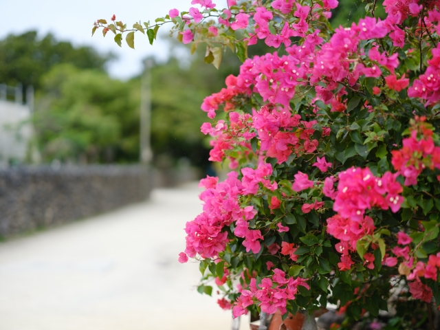 ブーゲンビリア