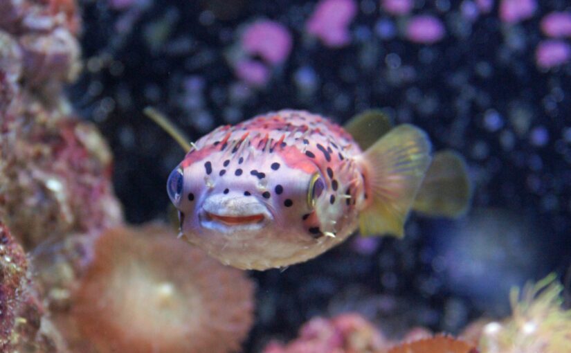 フグ　ハリセンボン