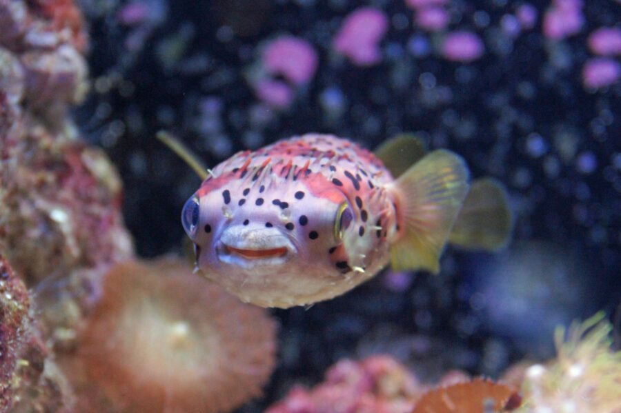 フグ　ハリセンボン