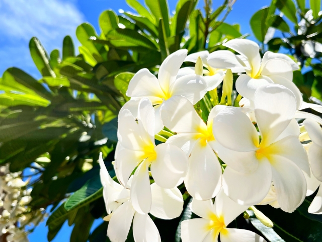 花　プルメリア