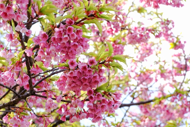 リュウキュウカンヒザクラ