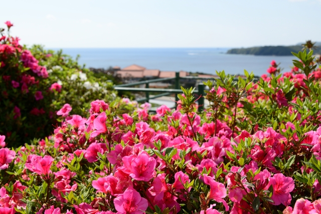 東村つつじ祭り