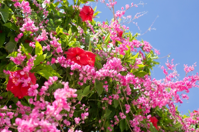 ブーゲンビリア