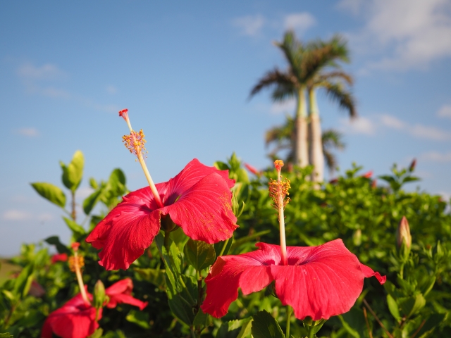 ホテル日航アリビラ 南国リゾートの雰囲気