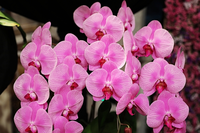 沖縄国際洋蘭博覧会