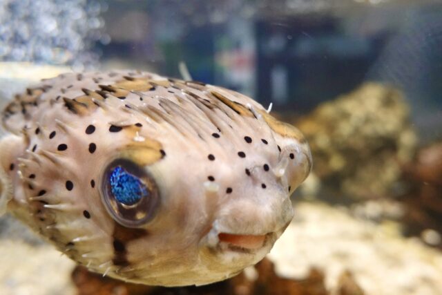 ハリセンボン フグ