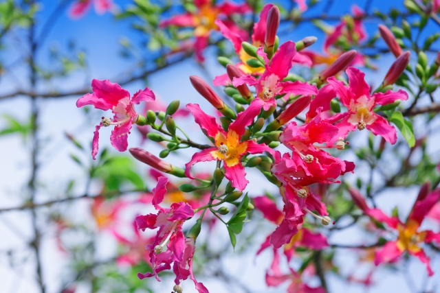 トックリキワタ