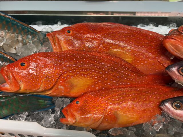 ミーバイ　釣り