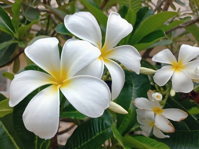 プルメリア