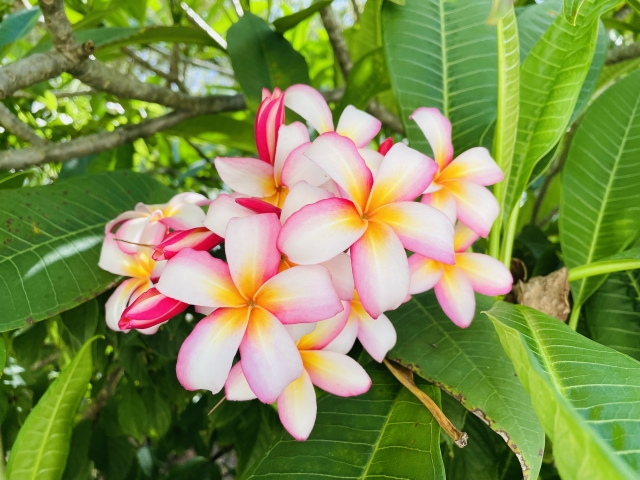 プルメリア