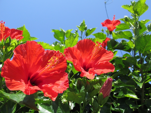 ハイビスカス
