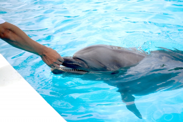 イルカ 体験