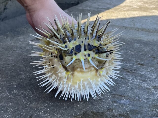 フグ ハリセンボン