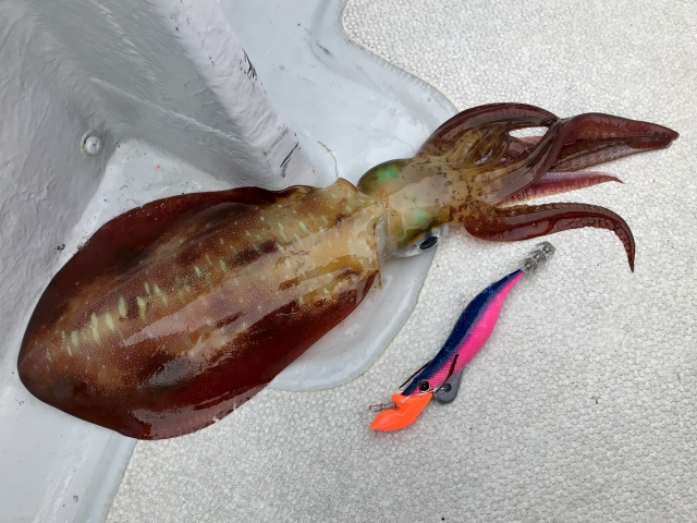 沖縄のボートエギングで釣れた良型のアオリイカとピンク色のエギ