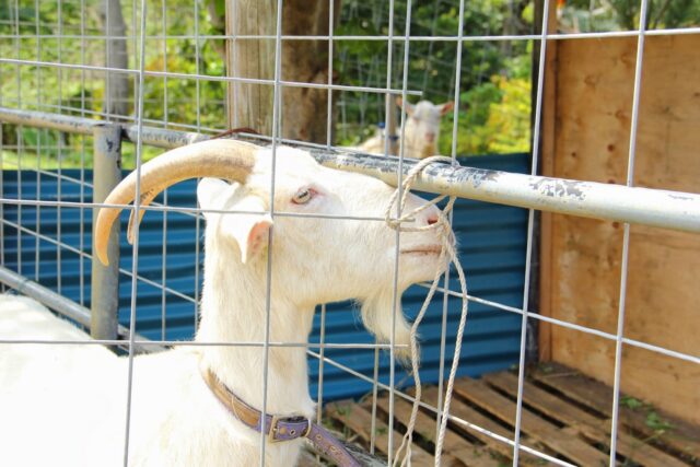 沖縄　こどもの国