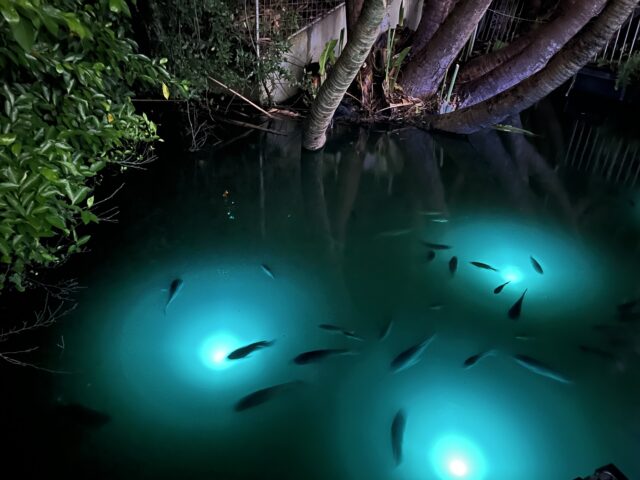 沖縄　こどもの国　イルミネーション