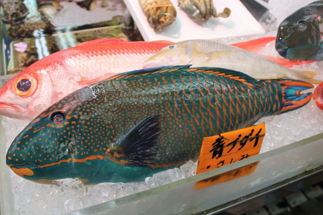 沖縄の鮮魚店に並ぶ鮮やかな青色のウロコが特徴のアオブダイ（イラブチャー）