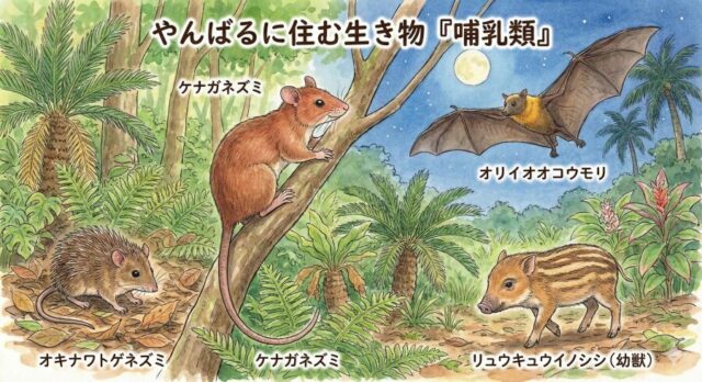 やんばるに住む生き物