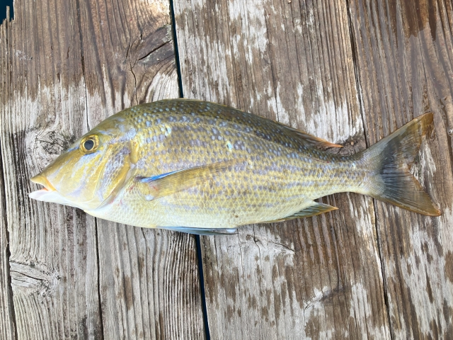 沖縄の打ち込み釣りで人気のターゲット、ハマフエフキ（タマン）の魚体