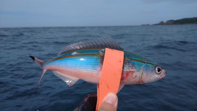 沖縄の県魚として親しまれているタカサゴ（グルクン）を釣り上げた様子