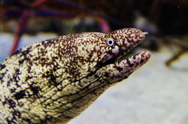 鋭い目つきと独特な模様が特徴的なウツボのアップ写真