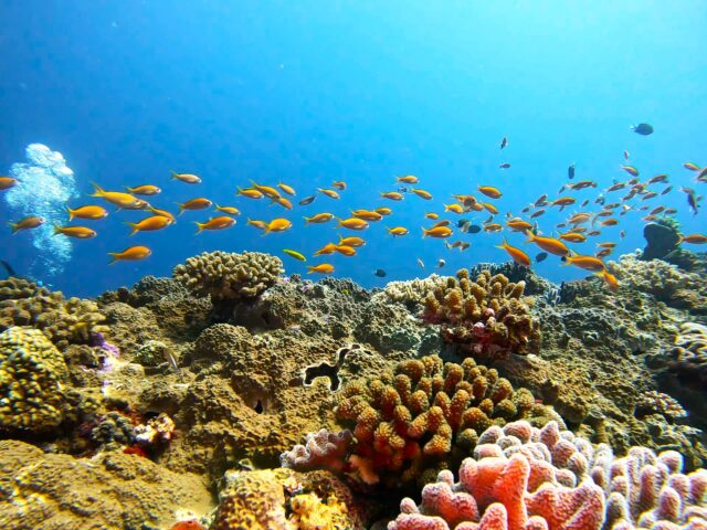恩納村の美しいサンゴ礁とオレンジ色のキンギョハナダイが泳ぐ幻想的な水中風景