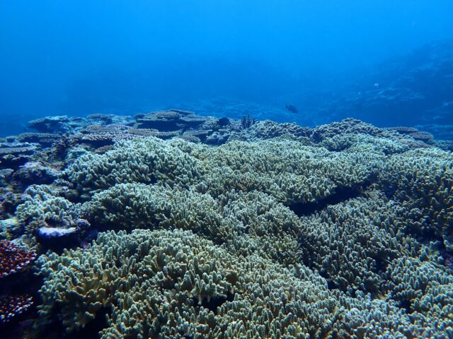 サンゴ礁