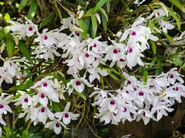 やんばるの生き物と共に育つ、清楚な白い花びらと紫の芯が特徴の野生蘭