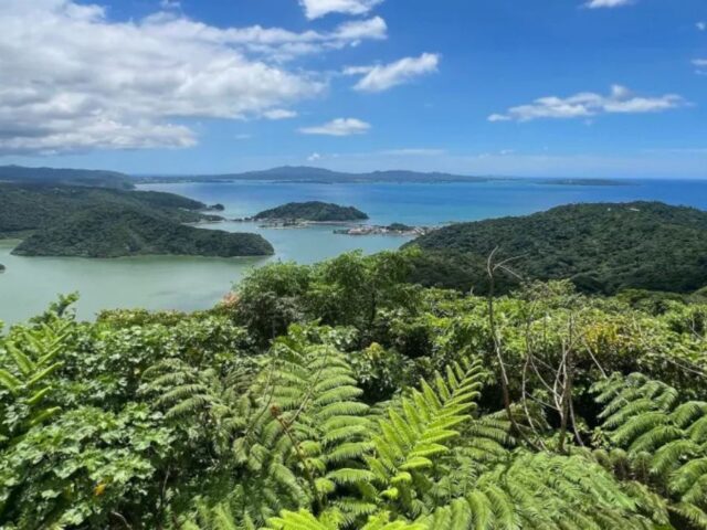 由山原的生物孕育而成的遼闊亞熱帶森林,以及美麗海灣的景致