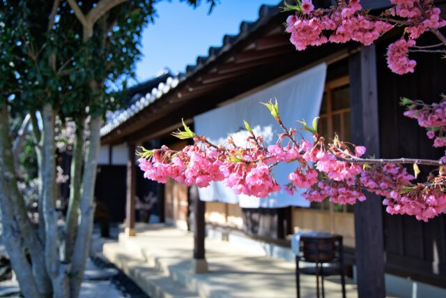 緋寒桜　葉が出始めている