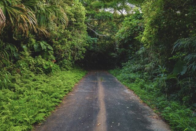 西表島　怖い　道