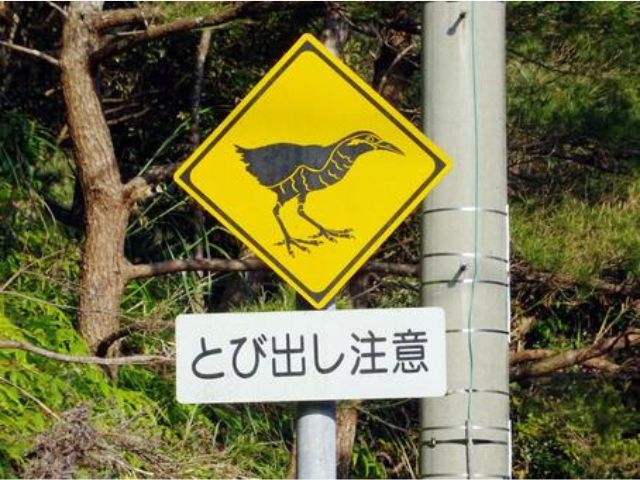 希少な「やんばるの生き物」を守るために設置された、ヤンバルクイナの飛び出し注意標識
